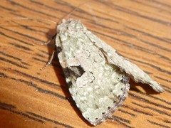Leuconycta
