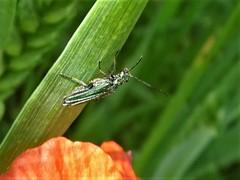Oedemera nobilis