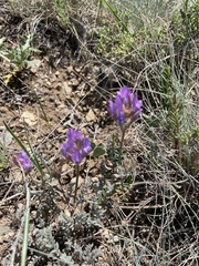 Astragalus mesogitanus