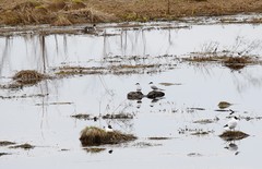 Sterna hirundo longipennis