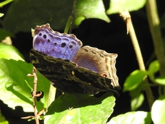 Protogoniomorpha temora temora