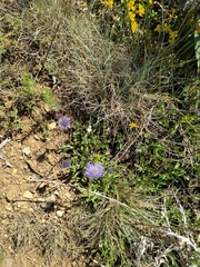 Globularia trichosantha