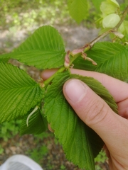 Ulmus ×hollandica