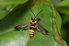 Nokona pilamicola