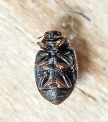 Nephus redtenbacheri
