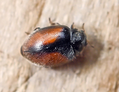 Nephus redtenbacheri