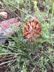 Trifolium macrocephalum