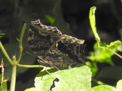 Protogoniomorpha temora temora