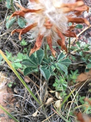 Trifolium macrocephalum