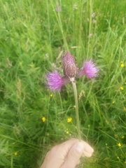 Cirsium rivulare