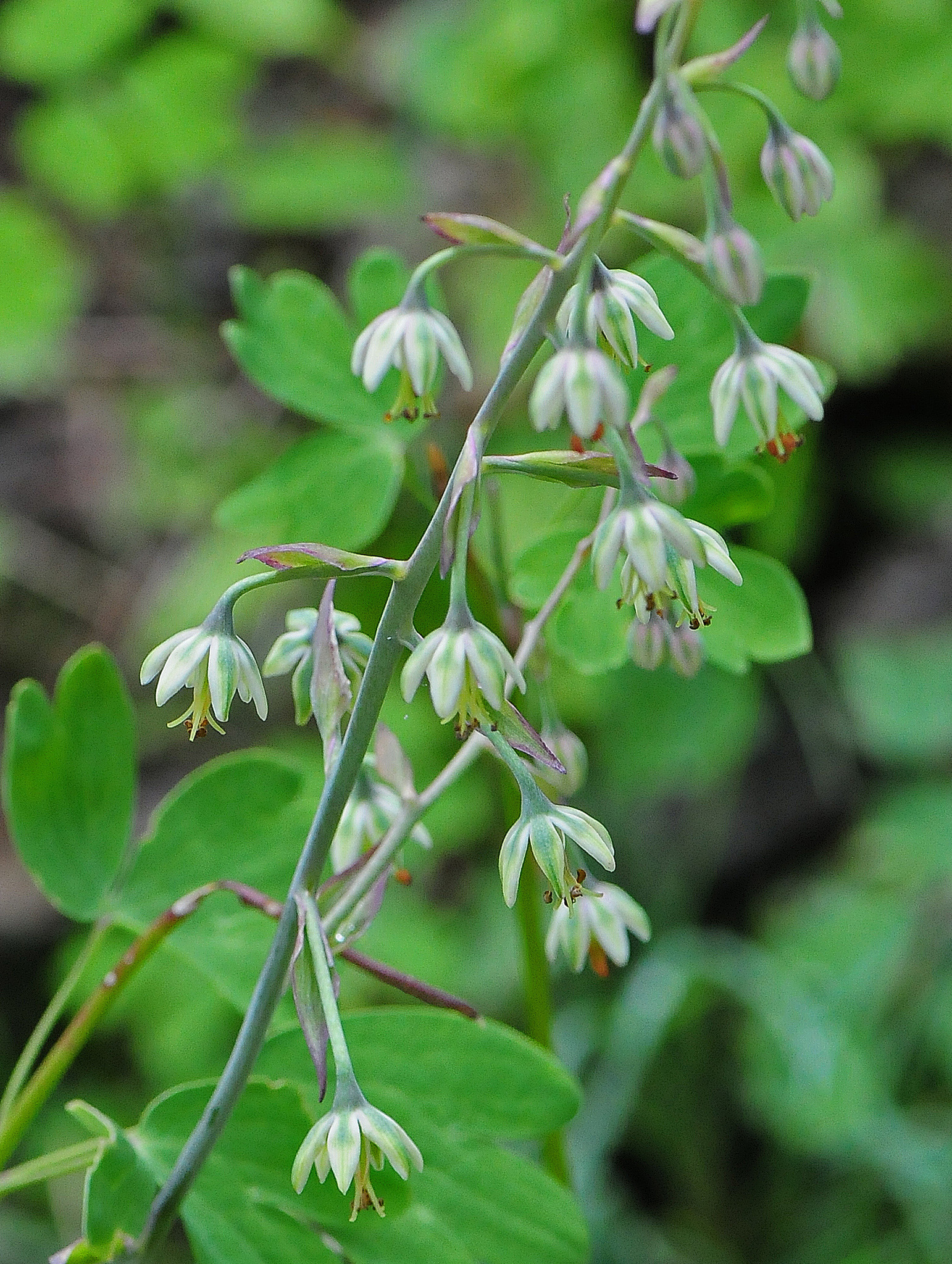 Anticlea virescens