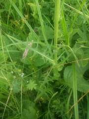 Cirsium rivulare