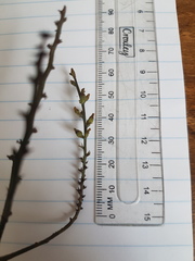 Thesium patulum