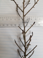 Thesium patulum