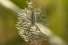 Argiope lobata