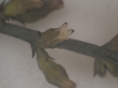 Thesium patulum