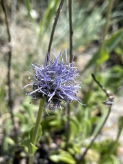 Globularia trichosantha