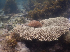 Acropora tenuis