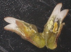 Thesium patulum