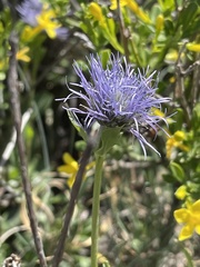 Globularia trichosantha