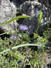 Globularia trichosantha