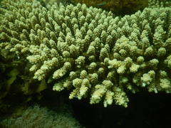 Acropora tenuis