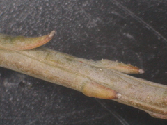 Thesium patulum