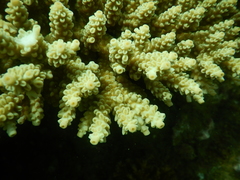 Acropora tenuis