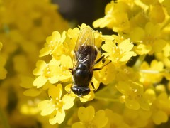 Cheilosia caerulescens