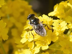 Cheilosia caerulescens