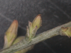 Thesium patulum