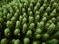 Acropora tenuis