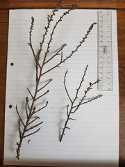 Thesium patulum
