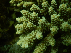 Acropora tenuis
