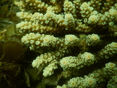 Acropora tenuis