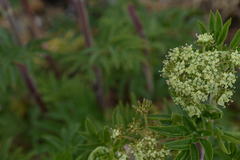 Arracacia schneideri
