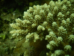 Acropora tenuis