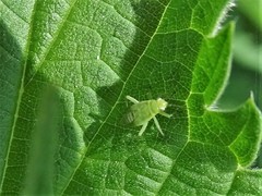 Plagiognathus arbustorum