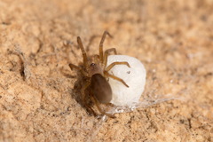 Zaitunia maracandica
