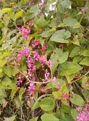 Antigonon leptopus