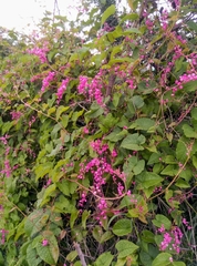 Antigonon leptopus