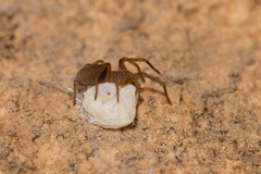 Zaitunia maracandica