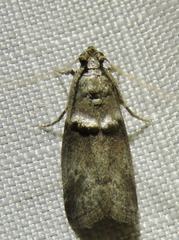Acrobasis texana