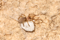 Zaitunia maracandica