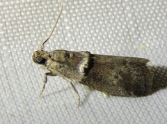 Acrobasis texana