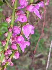 Aerides