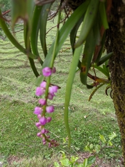 Aerides