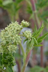 Arracacia schneideri
