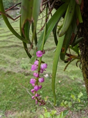 Aerides
