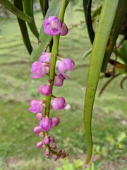 Aerides